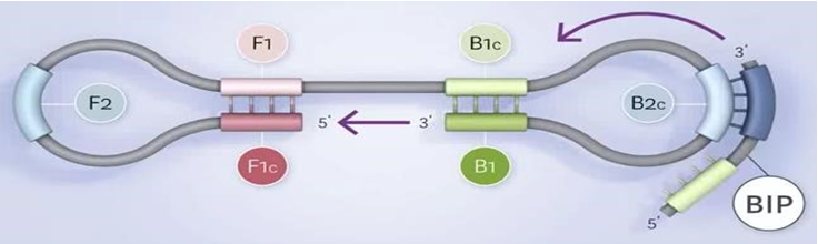 quá trình nhân bản DNA theo công nghệ LAMP